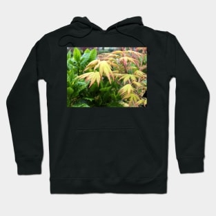 Yellow Maple Leaves Hoodie